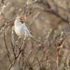 Cecetka belava - Acanthis hornemanni - Arctic Redpoll 2656